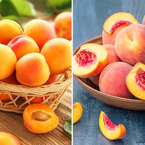 Lata de fruta en conserva, 2 plantas - Plántulas: Ilość w opakowaniu: 2 plantas