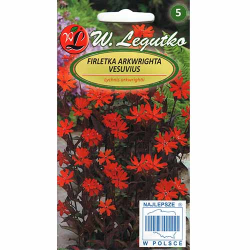 1 szt, Firletka Vesuvius Legutko - Nasiona: Ilość w opakowaniu: 0.1 g