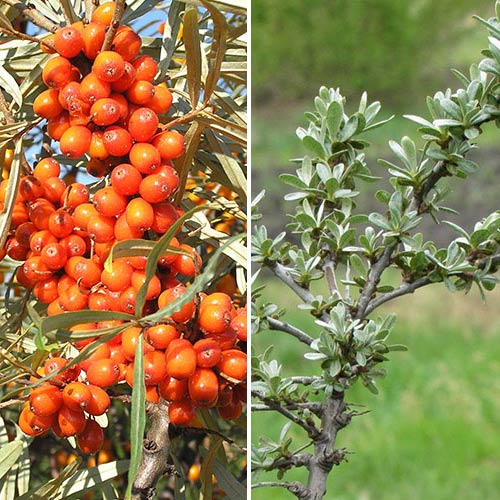 2 db, Akciós csomag! Altai Homoktövis: 1 db hím + 1 db nőstény - Palánták: Mod de ambalare: 2 db