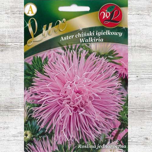 1 szt, Aster chiński igiełkowy Walkiria Legutko - Nasiona: Ilość w opakowaniu: 0.5 g