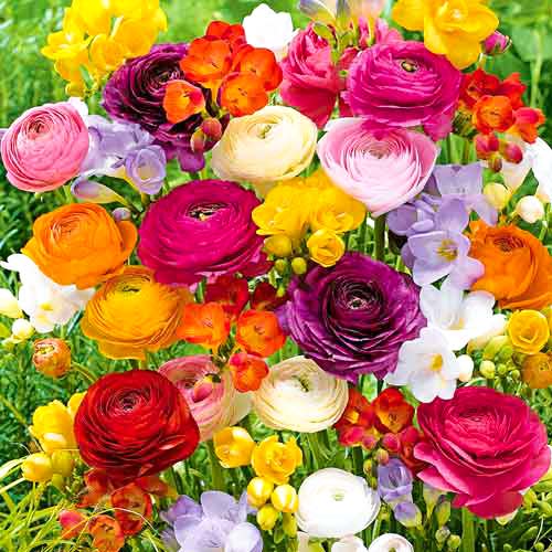 1 buc, Super ofertă! Frezie și Ranunculus Butterfly Beauty, mix - Bulbi: Mod de ambalare: 1 buc
