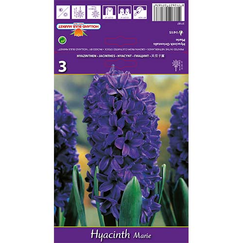 3 cib, Hyacint Marie - : Monžstvo balíkov: 3 cib