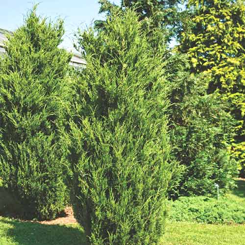 1 buc, Ienupăr de Virginia Canaertii - Puieți: Mod de ambalare: 1 buc