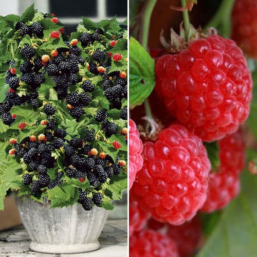 Ofertă specială! Zmeură și mur, set de 2 soiuri - Puieți: Mod de ambalare: 2 buc