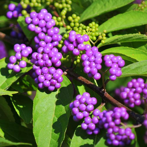 1 buc, Callicarpa bodinieri Giraldii - Răsaduri: Mod de ambalare: 1 buc