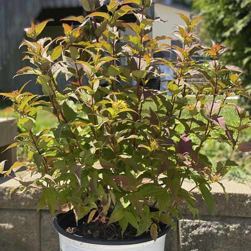 1 buc, Diervilla rivularis Kodiak Red , C3 - Puieți: Mod de ambalare: 1 buc