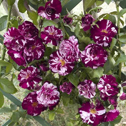 1 Pflanze(n), Kletterrose New Imagine , C5 - Setzlinge: Ilość w opakowaniu: 1 Pflanze(n)