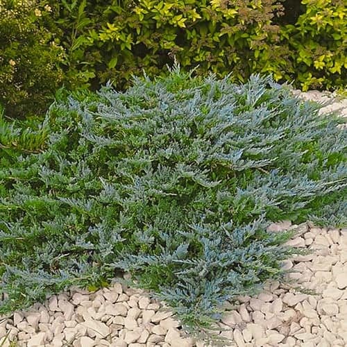 1 Pflanze(n), Wacholder Blue Chip, Р9 - Setzlinge: Ilość w opakowaniu: 1 Pflanze(n)