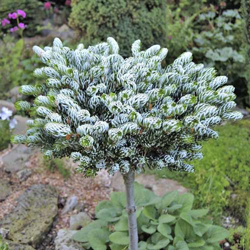 1 Pflanze(n), Korea-Tanne Kohout's Icebreaker , C4 - Setzlinge: Ilość w opakowaniu: 1 Pflanze(n)