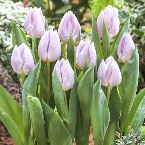 5 Stück, Tulpe Mistic Prince - Blumenzwiebeln: Ilość w opakowaniu: 5 Stück