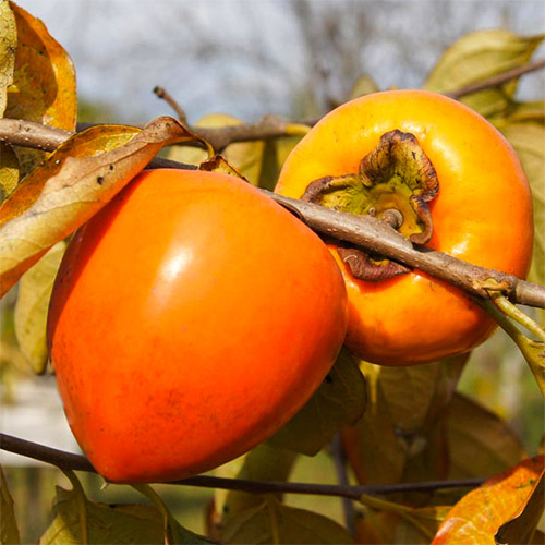 Kaki (Hurma oriental) Jiro, С2 - Plântulas: Ilość w opakowaniu: 1 plant
