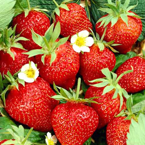 Fresa Kimberly - Plántulas: Ilość w opakowaniu: 5 plantas