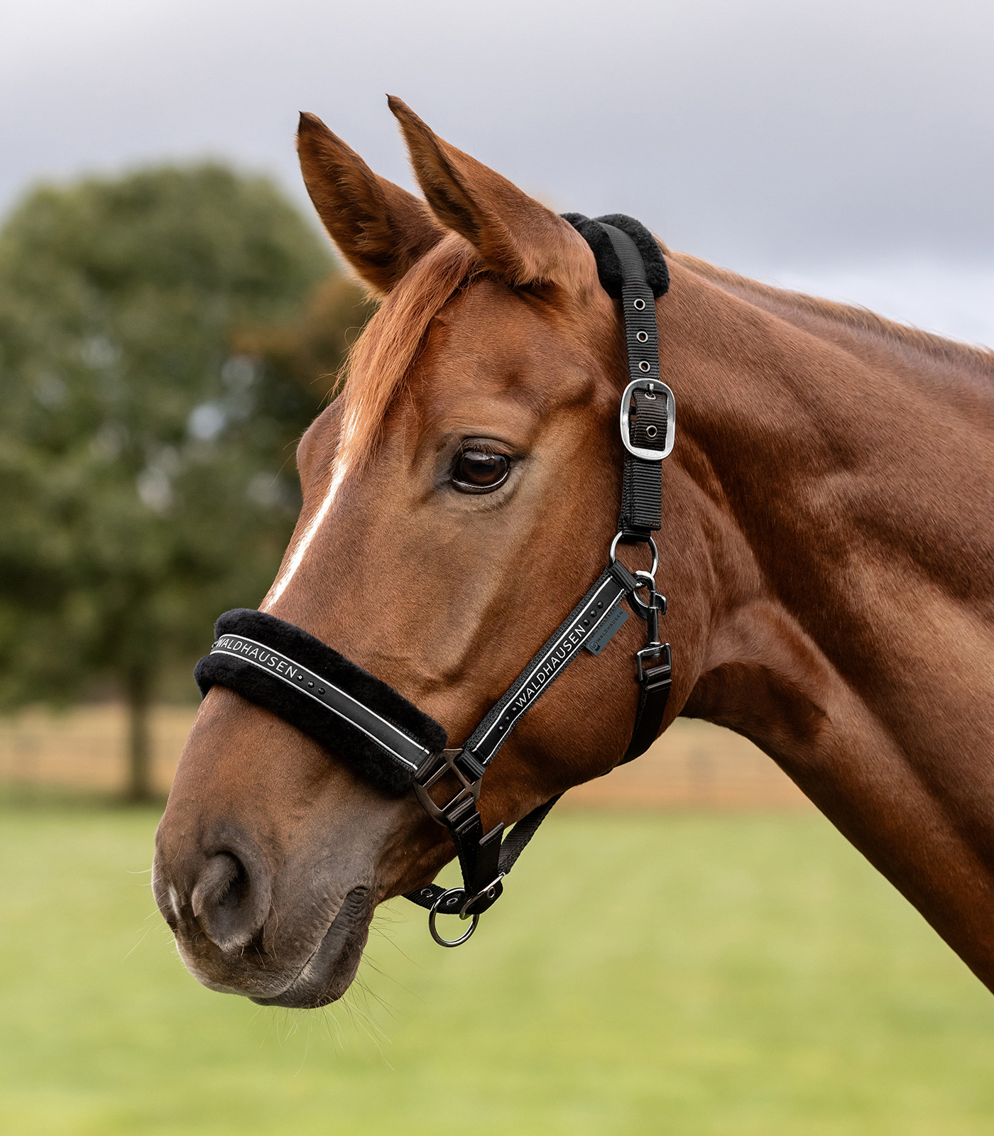 Waldhausen Waldhausen kantar Elegant 24h