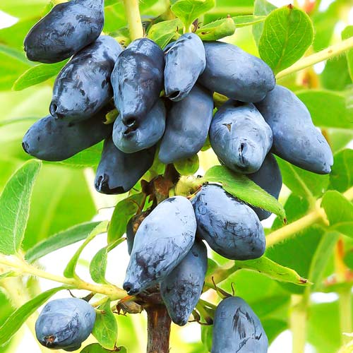 1 sadz, Jagoda kamczacka Czelabinka - Sadzonki: Ilość w opakowaniu: 1 sadz