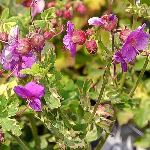 1 sadz, Bodziszek korzeniasty (Geranium) Variegatum - Sadzonki: Ilość w opakowaniu: 1 sadz