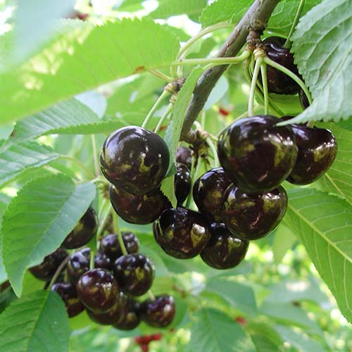 1 sadz, Czereśnia Narana - Sadzonki: Ilość w opakowaniu: 1 sadz