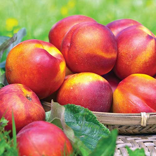 1 buc, Nectarin Fire Earth, С2 - Puieți: Mod de ambalare: 1 buc