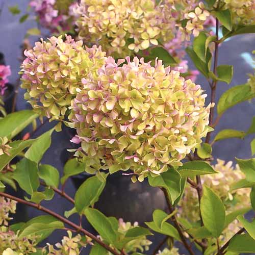 1 buc, Hortensia paniculată Romantic ace , C7,5 - Răsaduri: Mod de ambalare: 1 buc