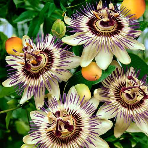 1 buc, Fructul pasiunii Frederik - : Mod de ambalare: 1 buc