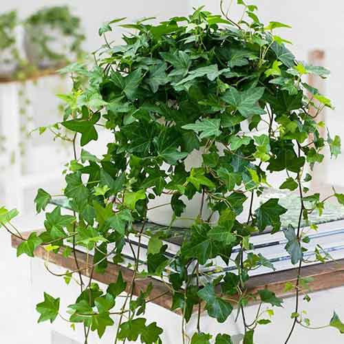 1 saz, Břečťan helix - : Monžstvo balíkov: 1 saz