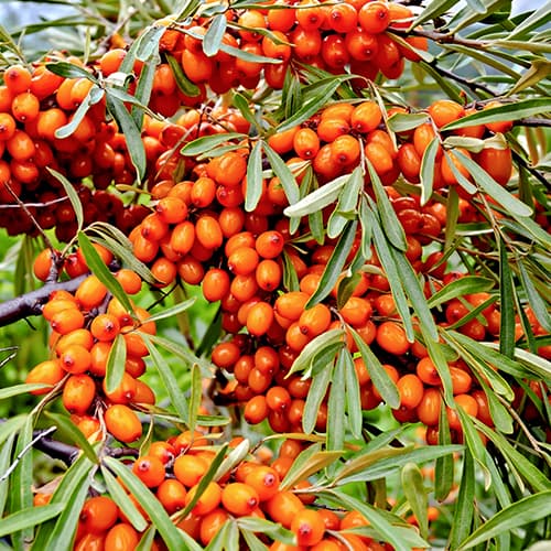 1 saz, Rakytník řešetlákový Friesdorfer Orange, P9 - : Monžstvo balíkov: 1 saz