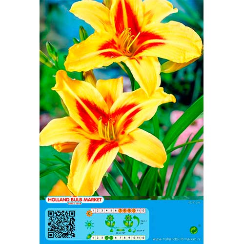 1 cib, Denivka (Hemerocallis) Bonanza - : Monžstvo balíkov: 1 cib