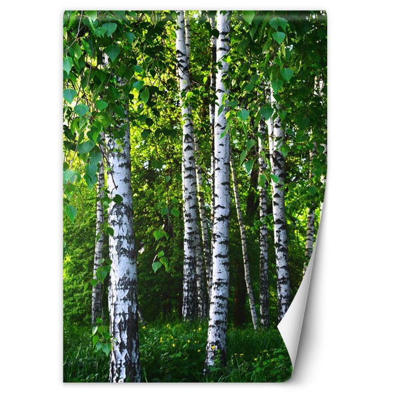 Fototapeta Feeby Brzozowy las 200x280 1 szt