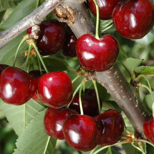 1 sadz, Czereśnia Lycia - Sadzonki: Ilość w opakowaniu: 1 sadz