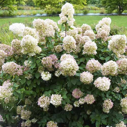 1 sadz, Hortensja bukietowa Magical Candle PBR, С3 - Sadzonki: Ilość w opakowaniu: 1 sadz