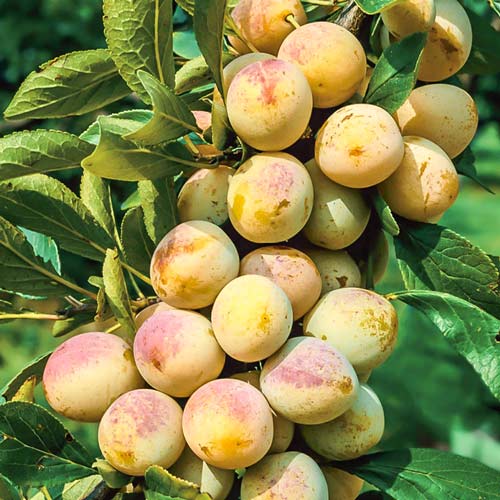 1 buc, Prun Renglot Mirabelle von Nancy - Puieți: Mod de ambalare: 1 buc