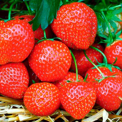 5 buc, Căpșuni Fernando - Răsaduri: Mod de ambalare: 5 buc