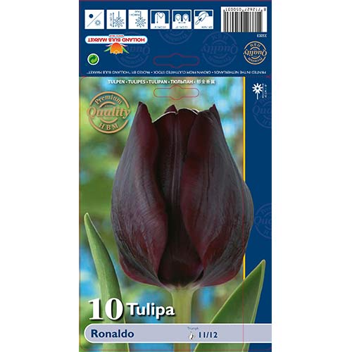10 Stück, Tulpe Ronaldo - Blumenzwiebeln: Ilość w opakowaniu: 10 Stück