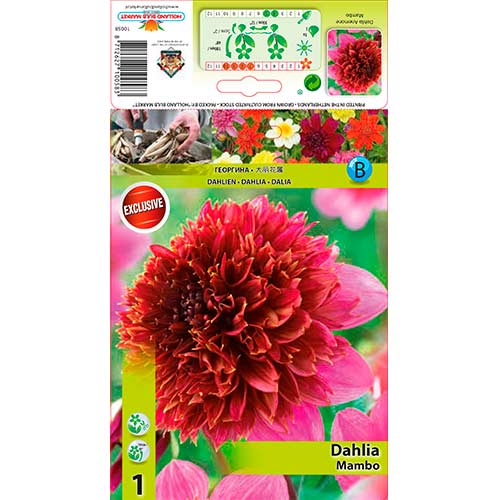 1 Stück, Dahlie Mambo - Stauden: Ilość w opakowaniu: 1 Stück