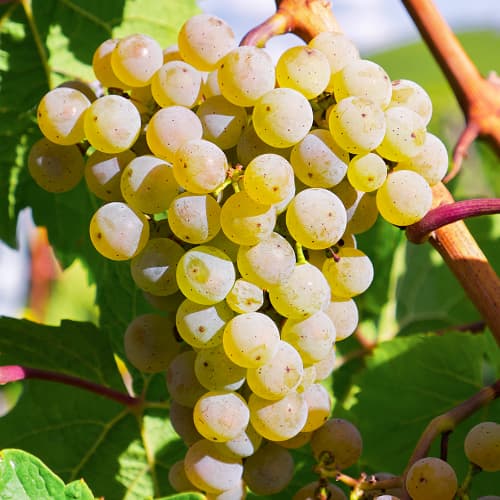 Vid Bianca, P9 - Plántulas: Ilość w opakowaniu: 1 plantas