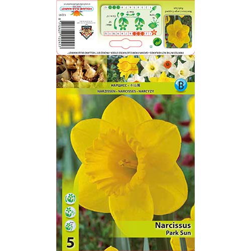5 szt., Narcyz Park Sun - Cebule: Ilość w opakowaniu: 5 szt.