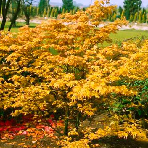 1 sadz, Klon japoński Orange Dream - Sadzonki: Ilość w opakowaniu: 1 sadz