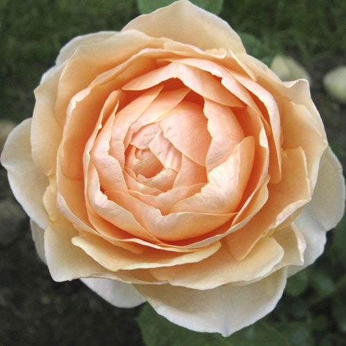 1 sadz, Róża wielkokwiatowa Anna Fendi , C5 - Sadzonki: Ilość w opakowaniu: 1 sadz