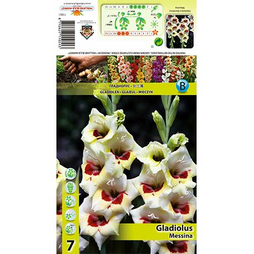 1 szt, Gladiola (Mieczyk) Messina - Cebule: Ilość w opakowaniu: 7 szt.