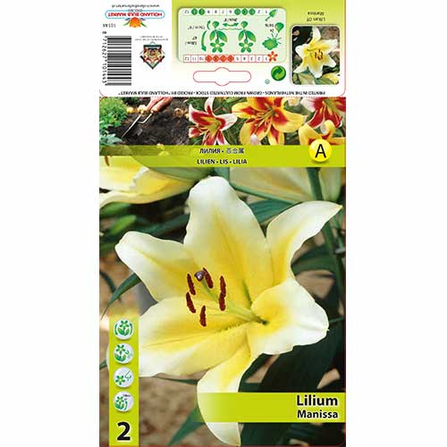 2 szt., Lilia Manissa - Cebule: Ilość w opakowaniu: 2 szt.