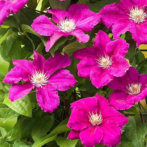 1 sadz, Clematis (Powojnik) Ernest Markham - Sadzonki: Ilość w opakowaniu: 1 sadz