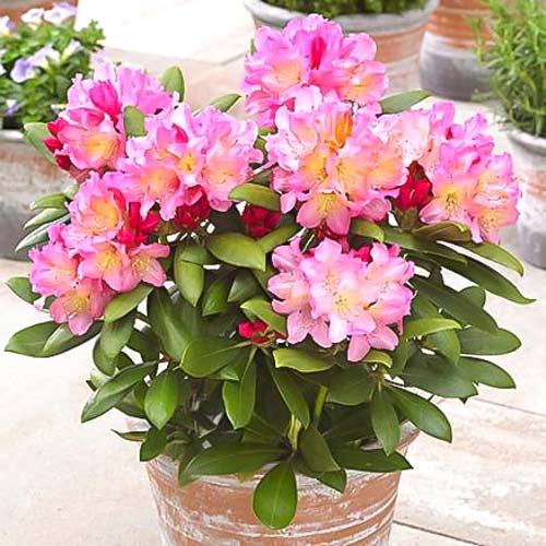 1 szt, Rhododendron (Różanecznik) Tenderness - Sadzonki: Ilość w opakowaniu: 1 sadz