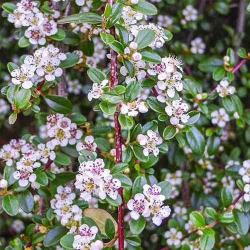 1 sadz, Irga płożąca Queen of Carpets - Sadzonki: Ilość w opakowaniu: 1 sadz