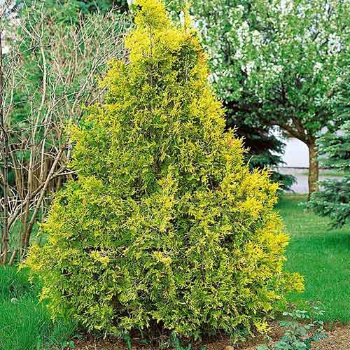 1 sadz, Żywotnik olbrzymi (Thuja) Zebrina - Sadzonki: Ilość w opakowaniu: 1 sadz