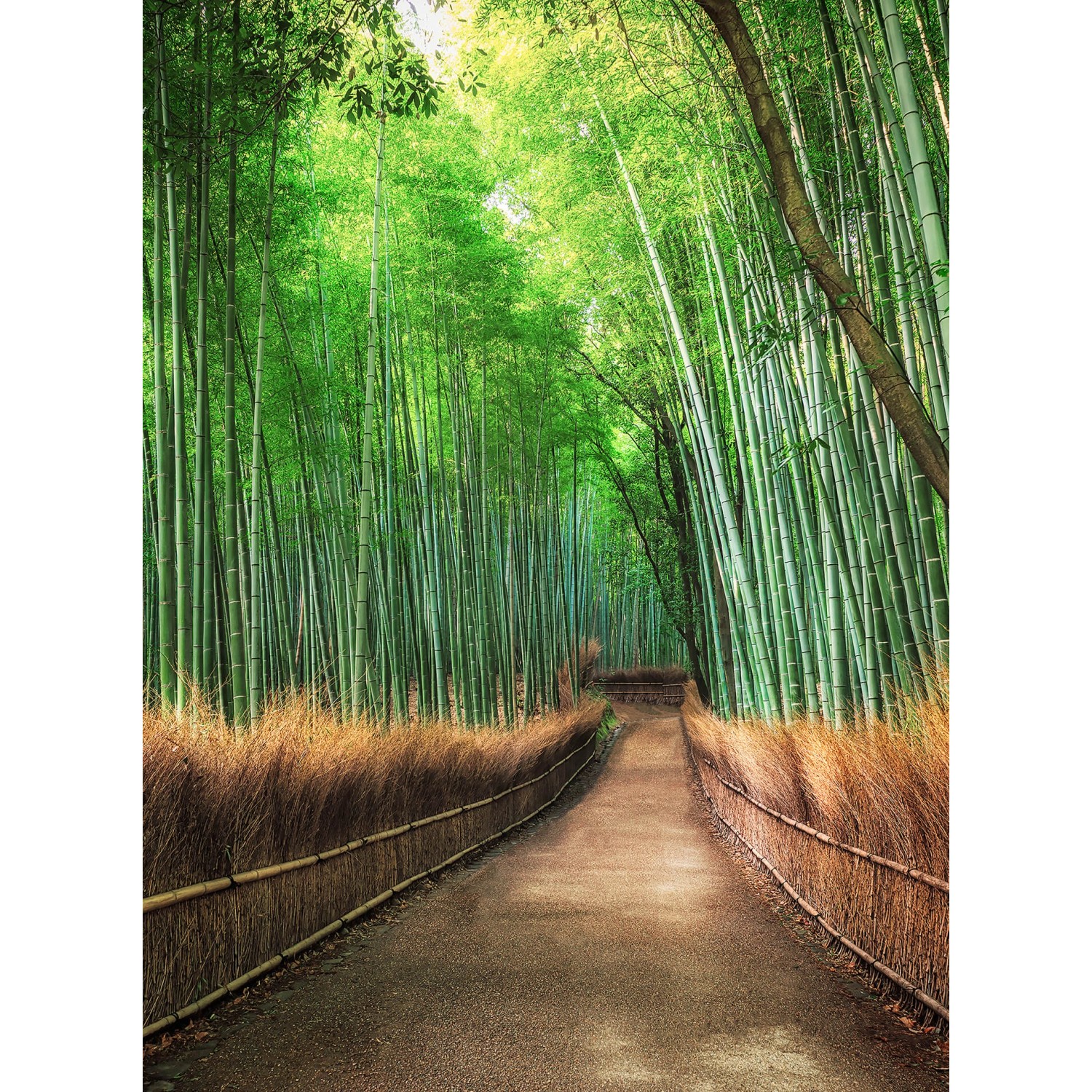 Fototapeta Bamboo Groove Kyoto 192 x 260 cm