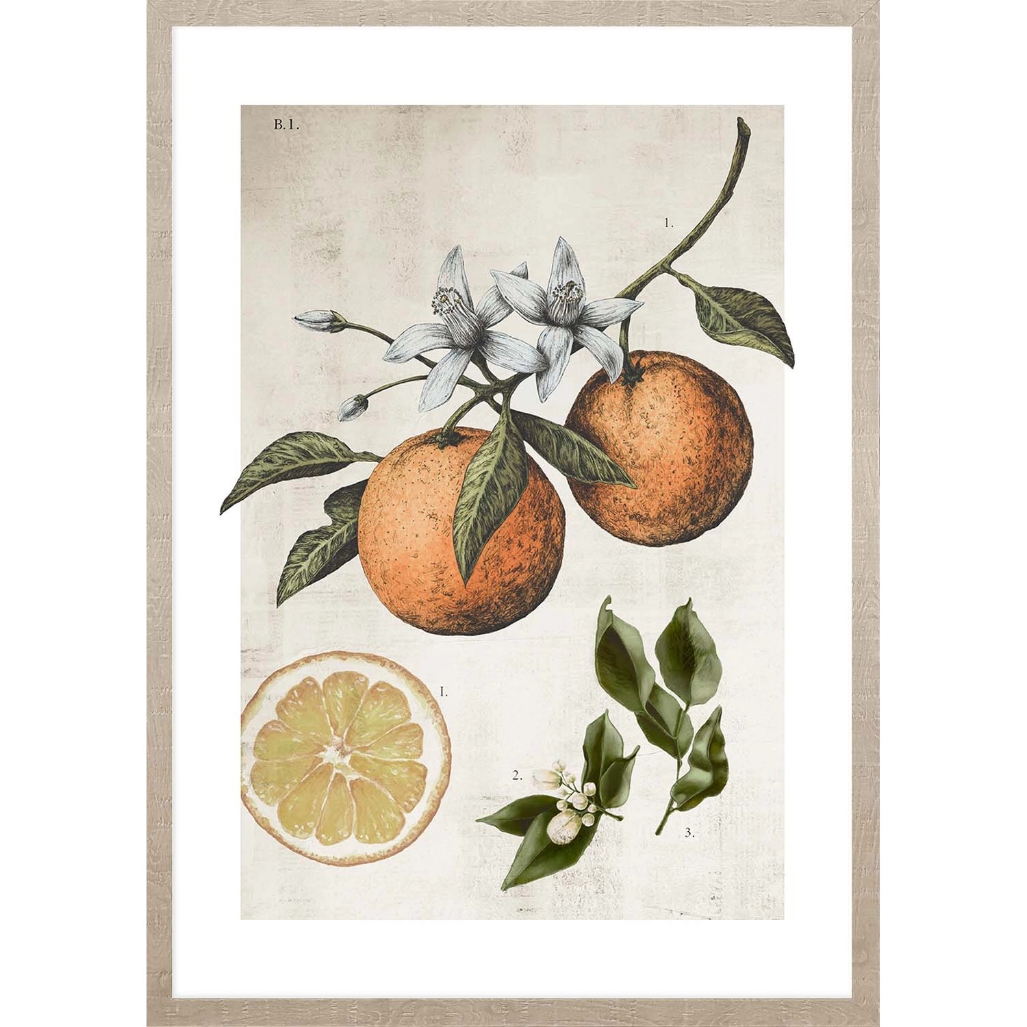 ARS LONGA Obraz ORANGE LIFE CYCLE 53 x 73 cm