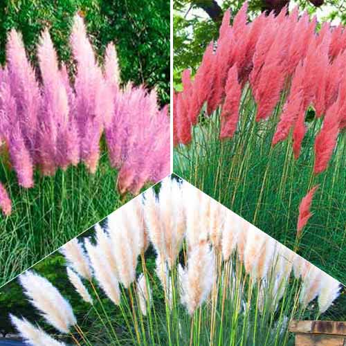 Super ofertă! Iarbă de pampas Trio, set de 3 soiuri - Răsaduri: Mod de ambalare: 3 buc
