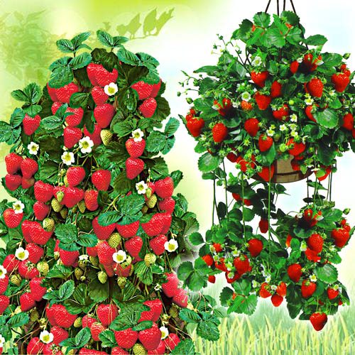 10 buc, Super-ofertă ! Set de căpşuni de 2 soiuri - Răsaduri: Mod de ambalare: 10 buc