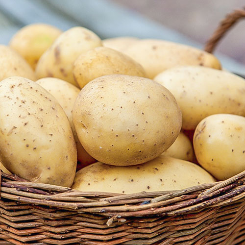 1 kg, Cartofi de sămânță Prada - Tuberculi: Mod de ambalare: 1 kg