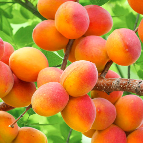 1 buc, Cais Perla, С2 - Puieți: Mod de ambalare: 1 buc