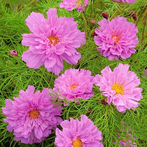 1 pac, Cosmos (Mărărițe) roz - Semințe: Mod de ambalare: 1 g